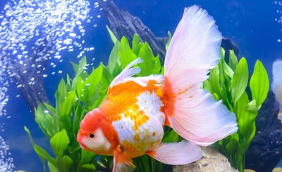 金鱼趴在缸底不动咋回事 金鱼为什么在鱼缸底部不动