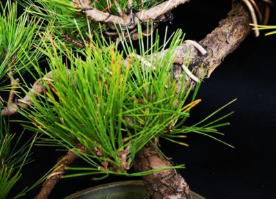 盆栽松树冬天怎么养 夏季如何养盆栽松树生长迅速