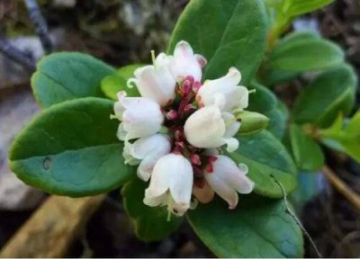 红豆开花吗 花期是多长时间