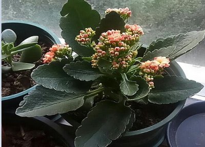 长寿花开花期间能施肥吗 长寿花开花时用什么肥料最好