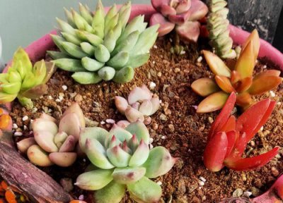 掌握这几个方法养好多肉很简单 多肉植物的养殖方法和注意事项(经验篇)