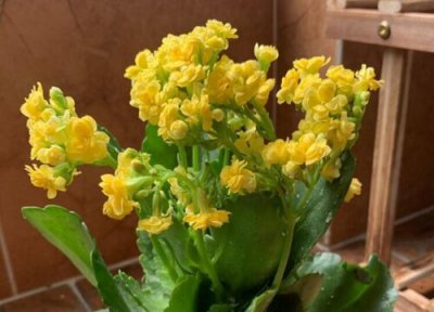 秋天养长寿花注意事项 入秋后养长寿花需要掌握好哪些养护要点