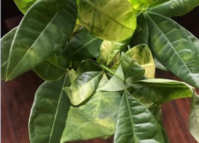 发财树一直冒新芽一直黄叶 发出来芽黄掉叶子是怎么回事