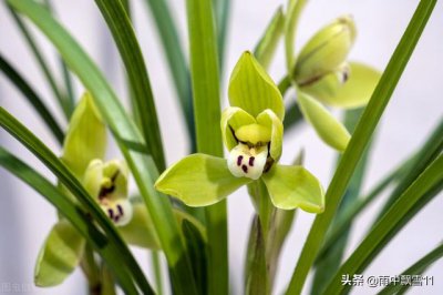 兰花什么时间开始喷磷酸二氢钾 叶面喷施浓度是多少