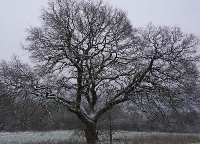橡树象征意义 橡树代表什么象征意义