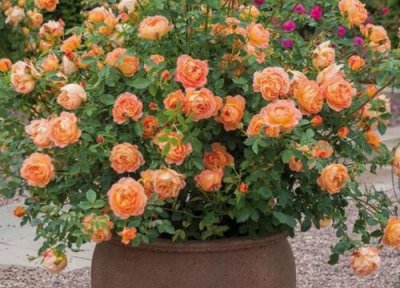 夏洛特绣球一年开几次花 开花时间有几个月