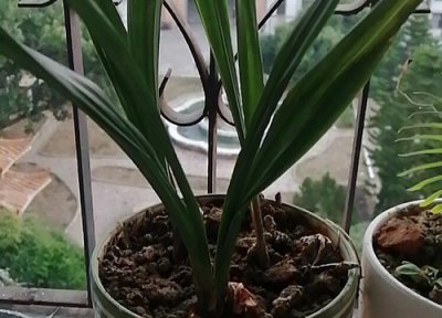 建兰换盆时间和方法 换盆后的建兰怎么样管理