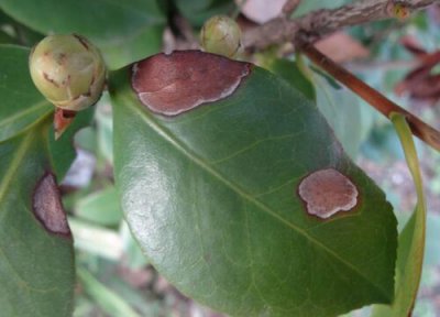 茶花种植中常见病害 茶花病虫害的防治方法技术与