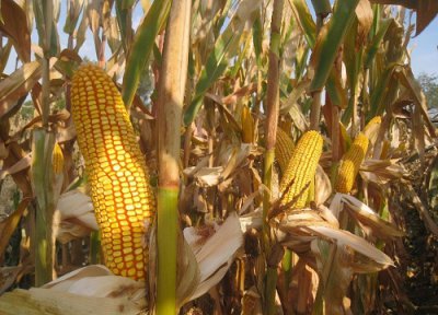 伟科702玉米种子简介 品种审定公告、抗锈病、产量