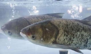 吃白鲢鱼有什么禁忌 白鲢鱼有哪些食用禁忌