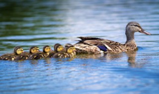 吃鸭头的好处和坏处 吃鸭头有哪些好处和坏处