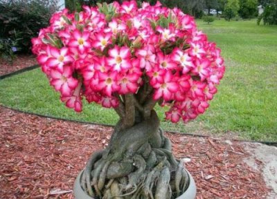 新栽的沙漠玫瑰浇透水 用什么水浇灌沙漠玫瑰花开满树