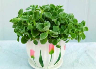 一抹香价格 一抹香多少钱一盆