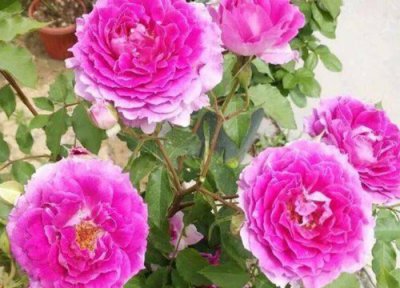 月季天方夜谭是藤本还是灌木 月季天方夜谭属于藤本还是灌木