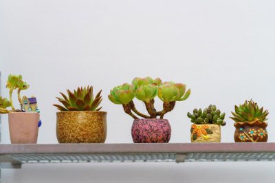 多肉植物夏季如何浇水 夏天多肉浇水最佳时间和方法