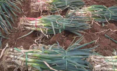 大葱怎么施肥料才能高产 大葱种植高产追肥技巧