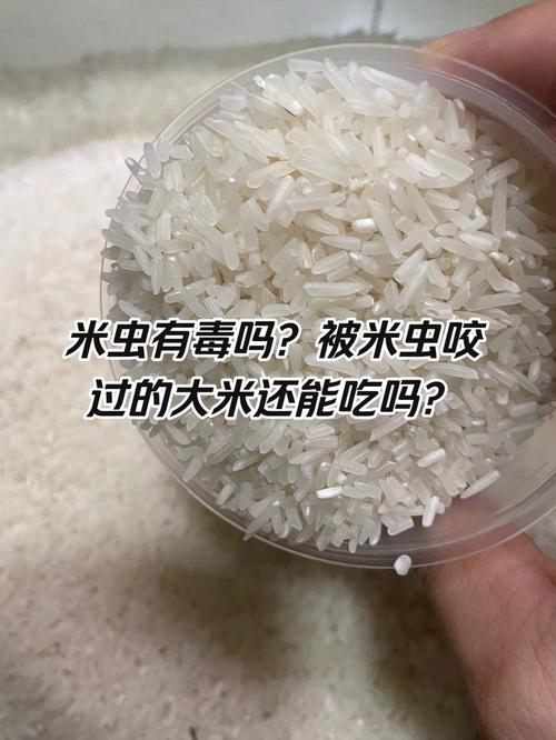 大米生虫了千万不要扔（米有虫能吃吗？发霉与虫害的处理与储存要点）