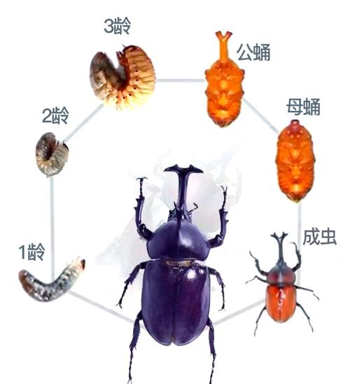 独角仙是甲虫类吗（甲虫科长角雄虫的观赏养殖与生态要点）