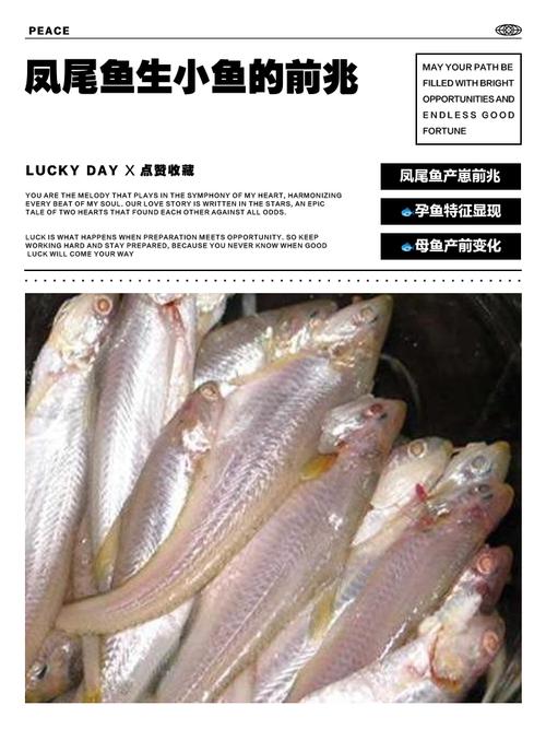 凤尾鱼和小鲤鱼能一起养吗（凤尾鱼与锦鲤混养风险及分缸建议）