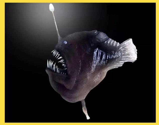 安康鱼叫法（深海灯竿鱼海底鹅肝与出口日韩）