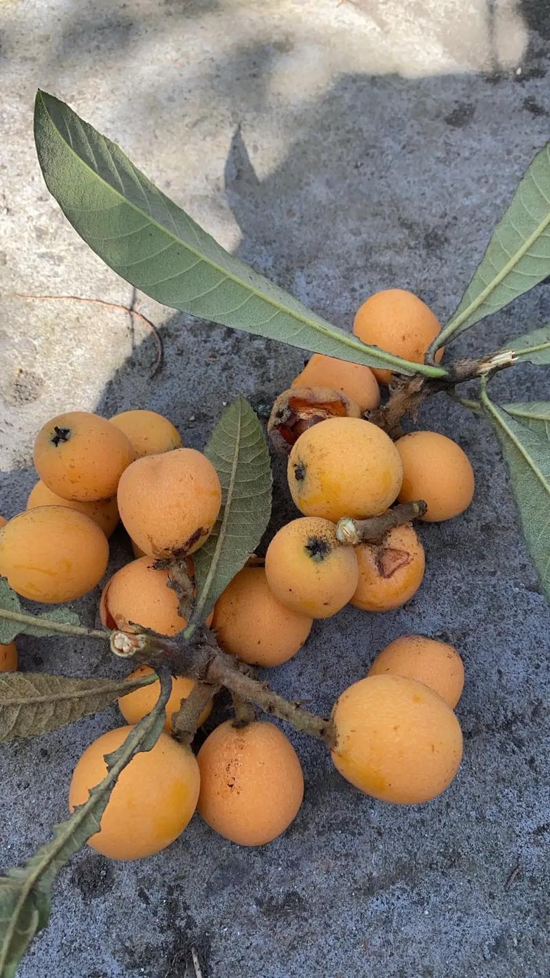 吃完枇杷后能吃西瓜吗（控糖分餐量力而行的搭配要点）