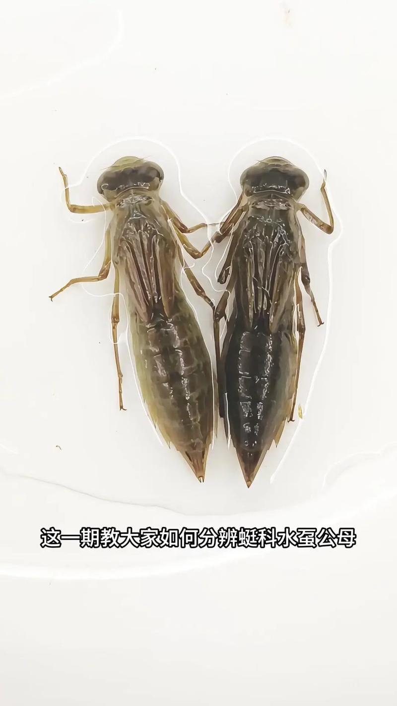 蜻蜓属于两栖动物吗（辨析蜻蜓分类与生活史）
