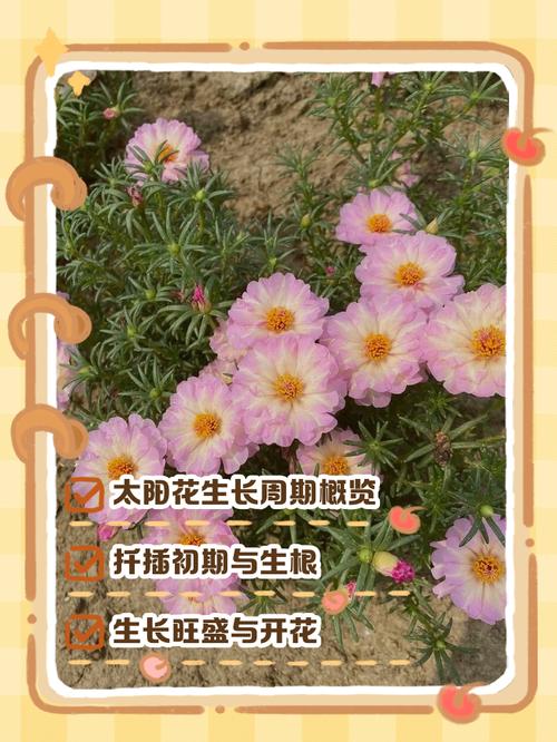 重瓣太阳花种子几天发芽(种子与扦插详解) 重瓣太阳花种子几天发芽(种子与扦插详解)