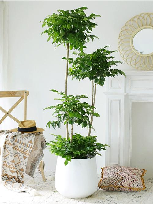 室内植物100种大盆栽(室内大盆栽养护全攻略耐阴花期高端森林风格适合新手) 室内植物100种大盆栽(室内大盆栽养护全攻略耐阴花期高端森林风格适合新手)