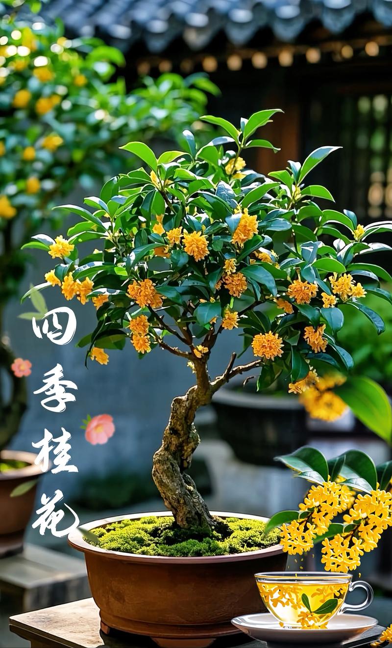 四季桂花在室内能养吗(光温湿土要平衡) 四季桂花在室内能养吗(光温湿土要平衡)