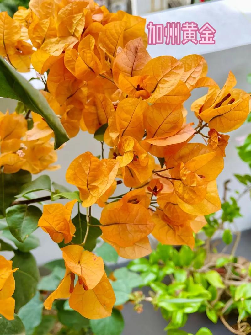 最耐阴的黄色系三角梅（阴面阳台黄系三角梅易养室内盆栽选品要点）