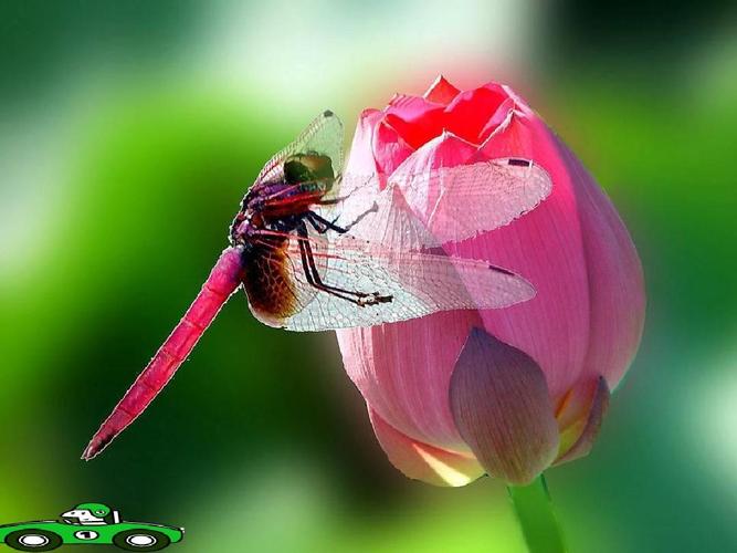 粉红色的蜻蜓是什么品种（粉红蜻蜓并非单一物种，守护湿地并记录颜色与分布）