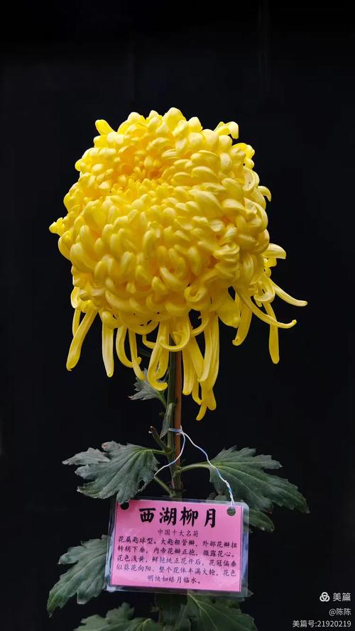 名贵菊花品种第一名(秋日菊展名贵菊花欣赏养护要点助你选出第一名) 名贵菊花品种第一名(秋日菊展名贵菊花欣赏养护要点助你选出第一名)