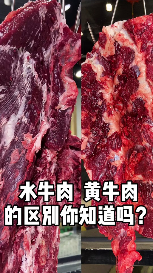 黄牛肉比水牛肉嫩吗（黄牛肉与水牛肉口感做法性价比全解析）