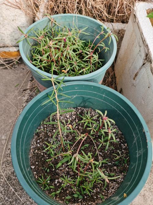 太阳花种子发芽了为什么不长大（太阳花发芽后养护要点光照浇水排水通风温度摘心株距）