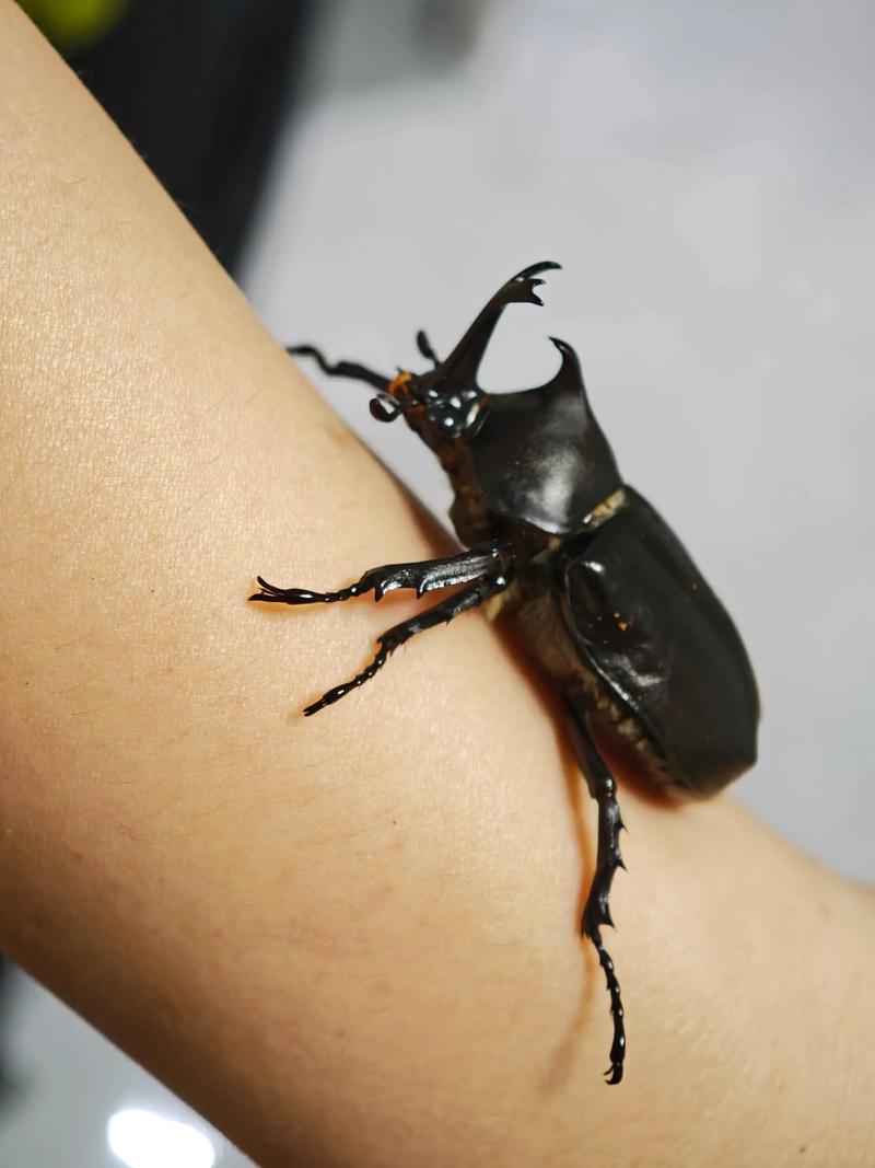 独角仙是害虫还是益虫（独角仙昆虫简述幼虫有益生态成虫高密度可能伤树）