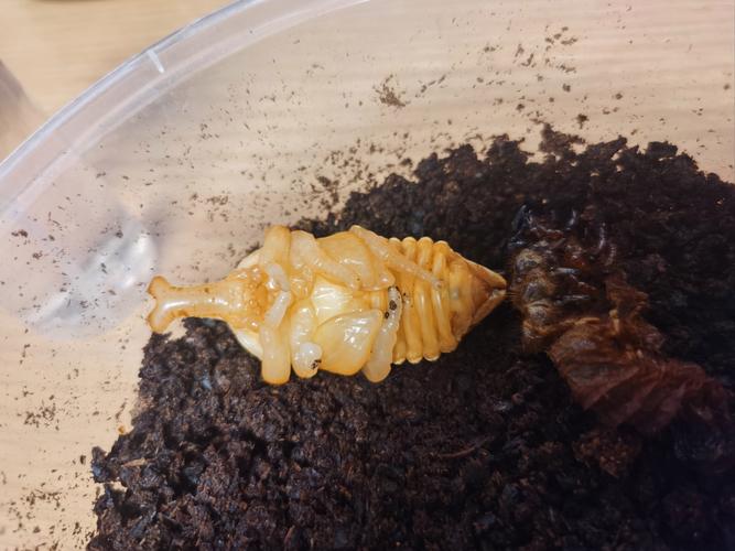 独角仙幼多久羽化(独角仙羽化时间全解,卵孵到成虫的周期和养护要点)