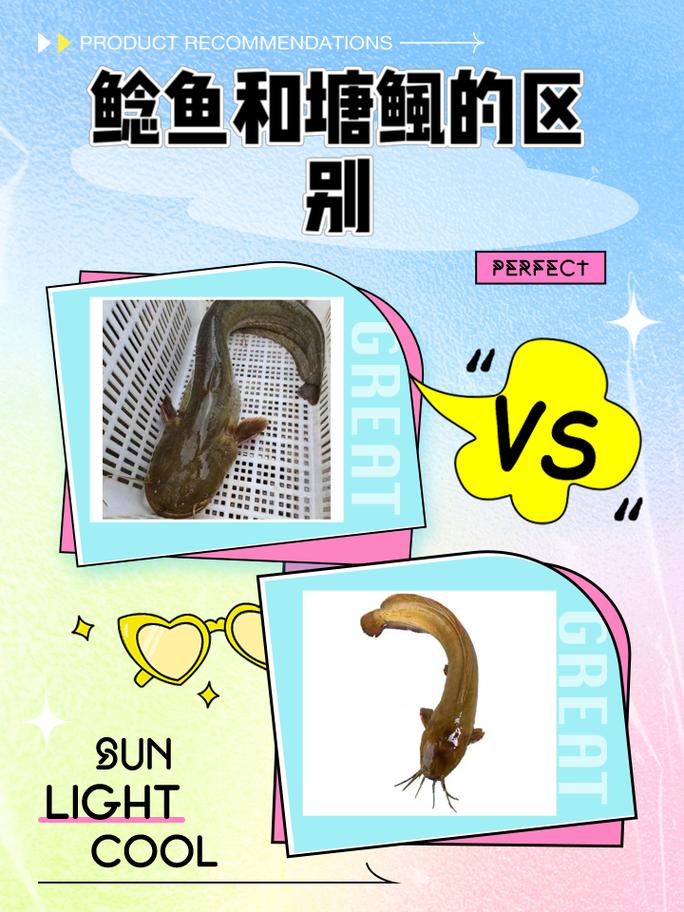 和鲶鱼相似的鱼图片叫什么鱼（尾形须背鳍）