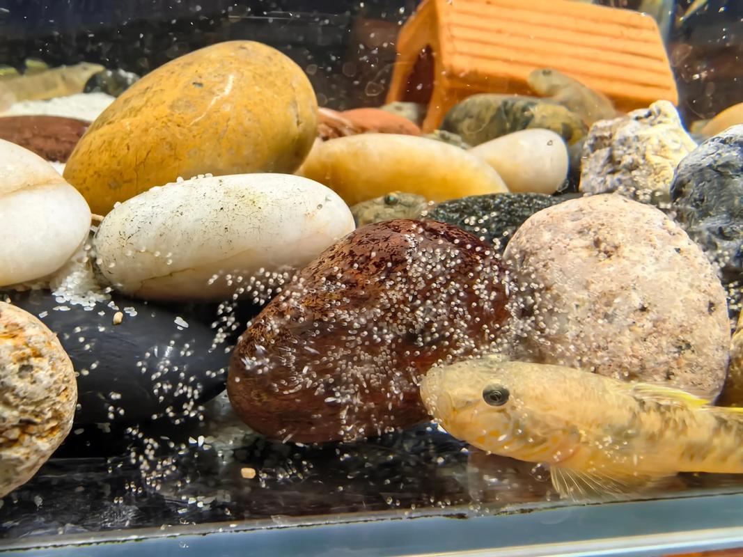 单条鱼一般甩籽几天(稳温稳水顺应季节) 单条鱼一般甩籽几天(稳温稳水顺应季节)