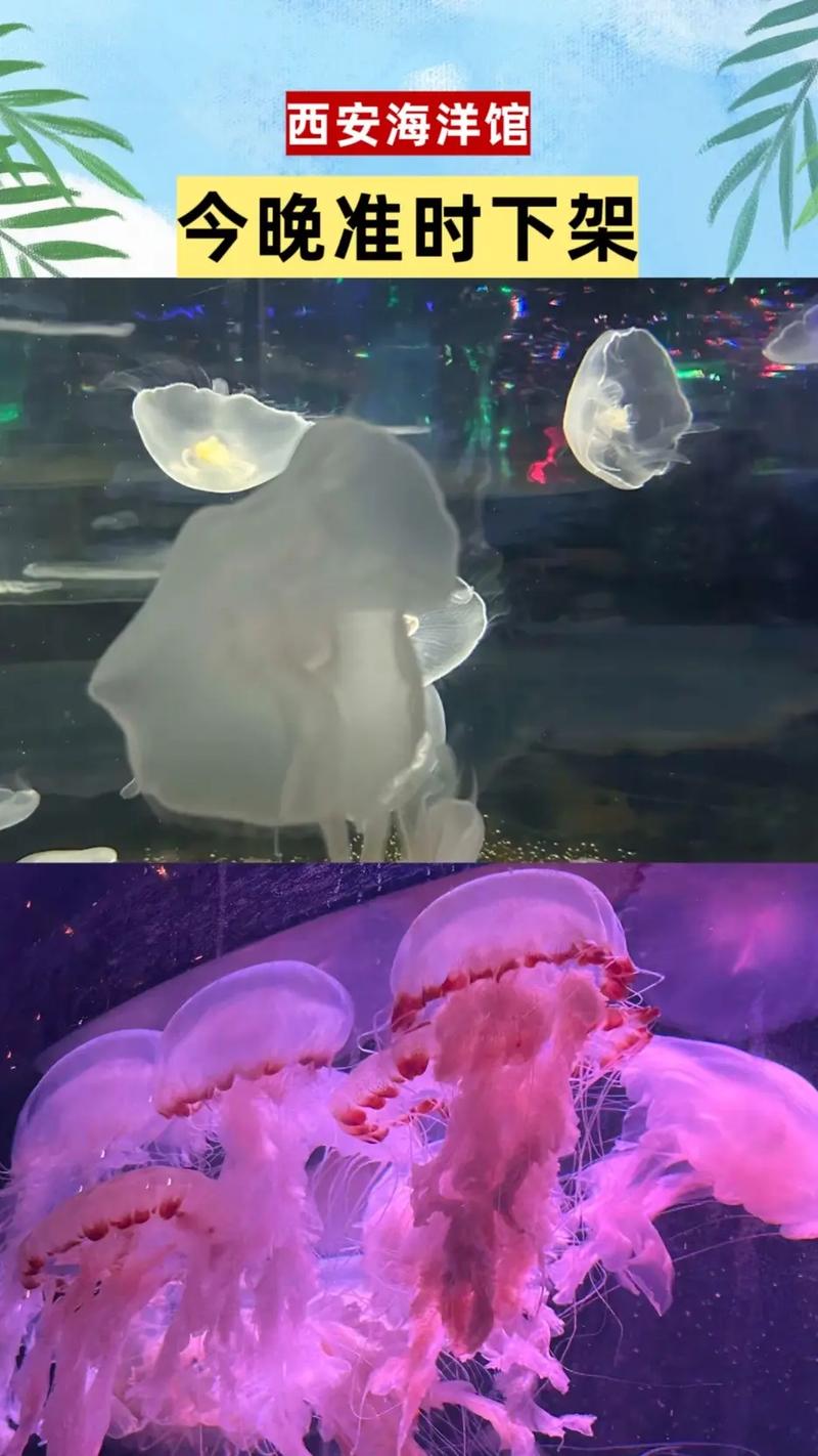 水族馆买的小水母有毒吗（控温控盐稳水质，宜喂丰年虾，购买看繁育来源）