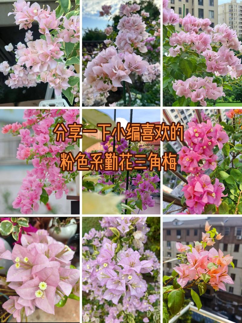 十大最耐阴的三角梅品种(耐阴三角梅十品种与养护要点) 十大最耐阴的三角梅品种(耐阴三角梅十品种与养护要点)