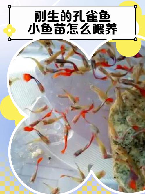 凤尾鱼小鱼苗怎么操心（分离成鱼控水质定期换水）