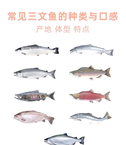 和三文鱼肉相似的叫什么鱼（虹鳟与三文鱼如何区分？看脂线肉色与冷链）
