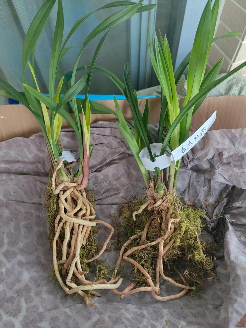 松针养兰花的正确方法(松针兰花盆土做法晒干碎切发酵与532配方) 松针养兰花的正确方法(松针兰花盆土做法晒干碎切发酵与532配方)