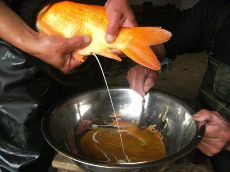 鲤鱼甩籽后几天开口（水温与投喂规律）