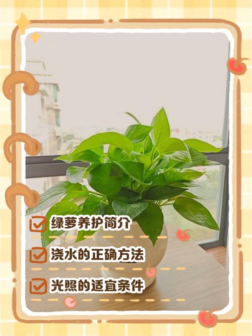 三种家庭不宜养绿萝（避湿避高温远离热源，散光通风定期修剪）