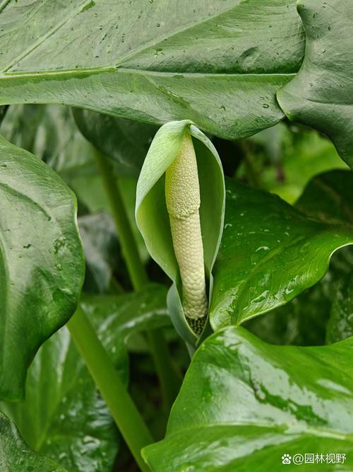 滴水观音为什么叫滴水观音（滴水观音养护要点与安全注意，湿润半阴通风）