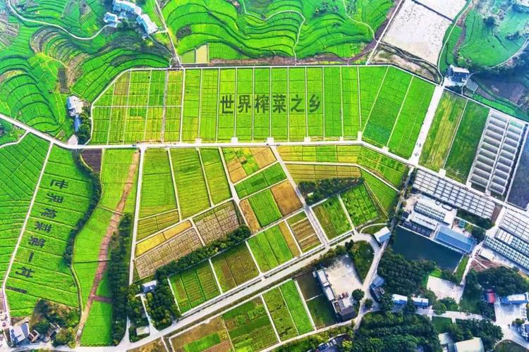 乌江榨菜原产地在哪（传承非遗工艺，引领智能绿色产业升级）