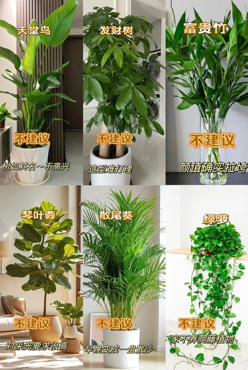 家里一般养什么植物（客厅大株观叶卧室小株易养绿植搭配指南）
