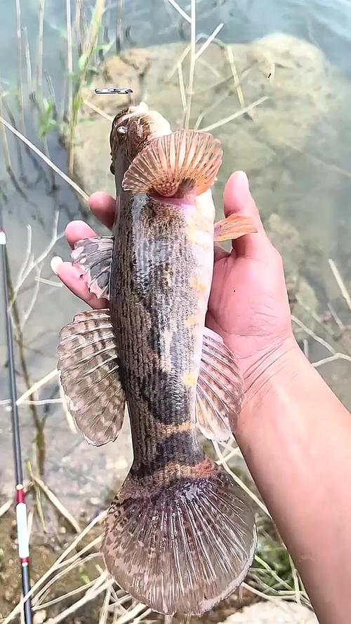 和鲶鱼相似的鱼图片叫什么鱼(尾形须背鳍) 和鲶鱼相似的鱼图片叫什么鱼(尾形须背鳍)