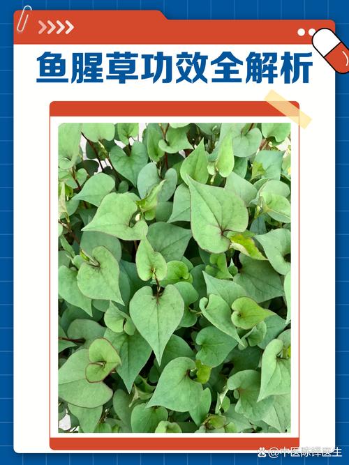 六种人不宜吃鱼腥草（鱼腥草并非人人禁吃，需个体化评估与遵医嘱）